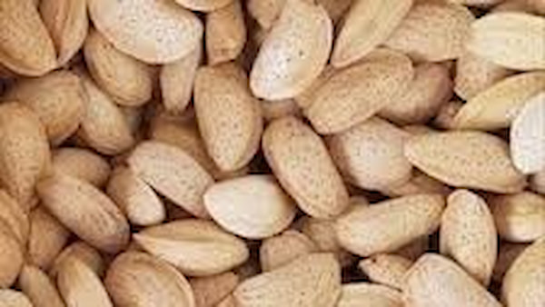 تصویر 4 از خرید و قیمت بادام مامایی با پوست  + فروش عمده